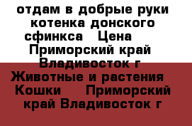 отдам в добрые руки котенка донского сфинкса › Цена ­ 1 - Приморский край, Владивосток г. Животные и растения » Кошки   . Приморский край,Владивосток г.